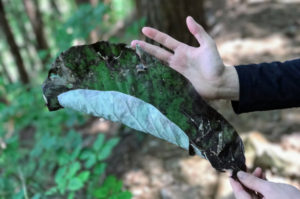 檜原都民の森で見つけた手のひらより大きい落ち葉